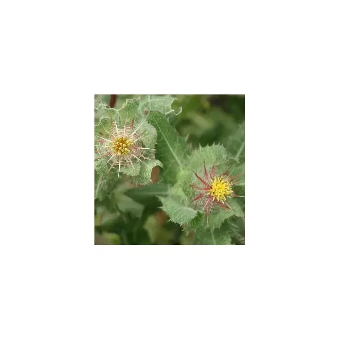Cardo santo / Card sant 200g