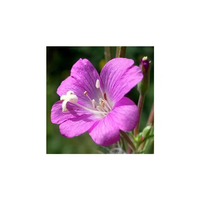 Epilobium planta 200g