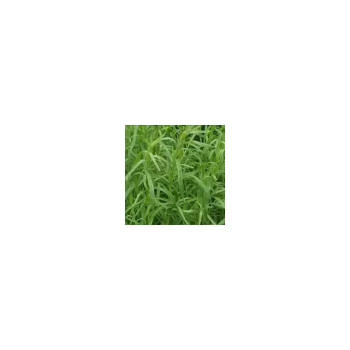Estragón hojas extra / Estragó fulles 100g