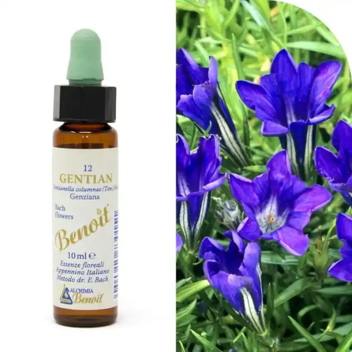 FLORES DE BENOIT DE BACH GENTIAN