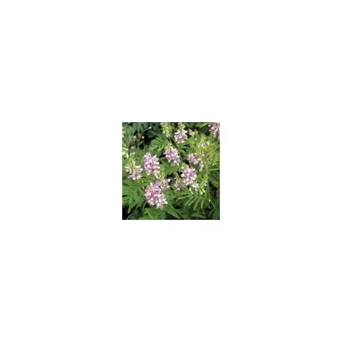 Galega sumidades 200g