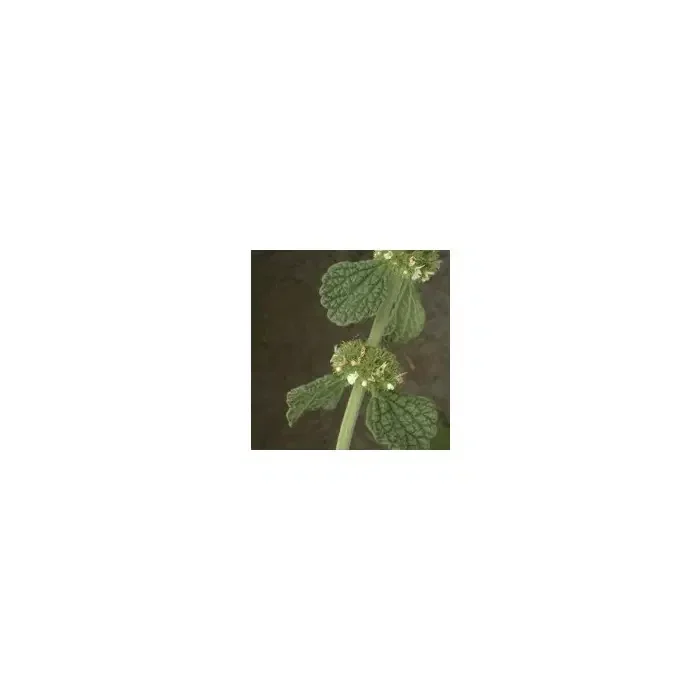 Marrubio planta / Marrubí planta 200g