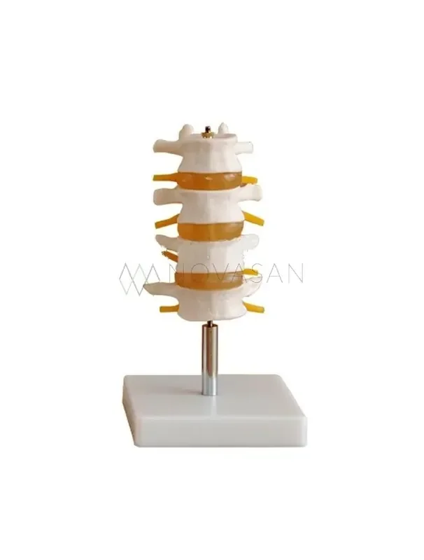 Modelo de vertebras lumbares 4 discos