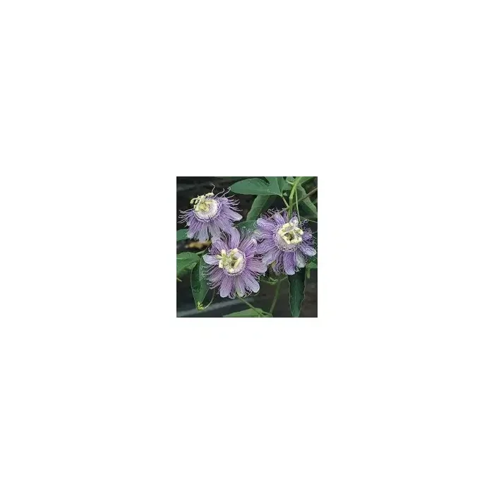 Pasiflora incarnata / flor de passió 200g