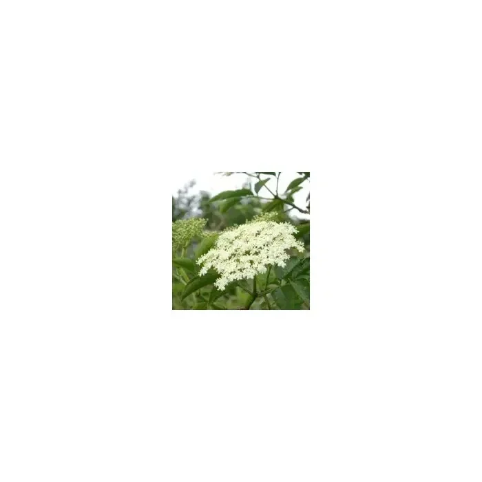 Saúco flor / Saüquer flor 100g